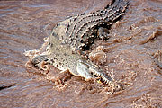 Picture 'Cr1_19_12 Crocodile, Costa Rica'